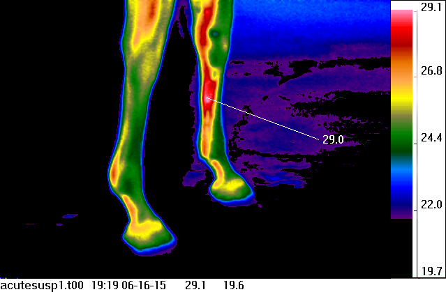 thermal
                                      image of horse's back