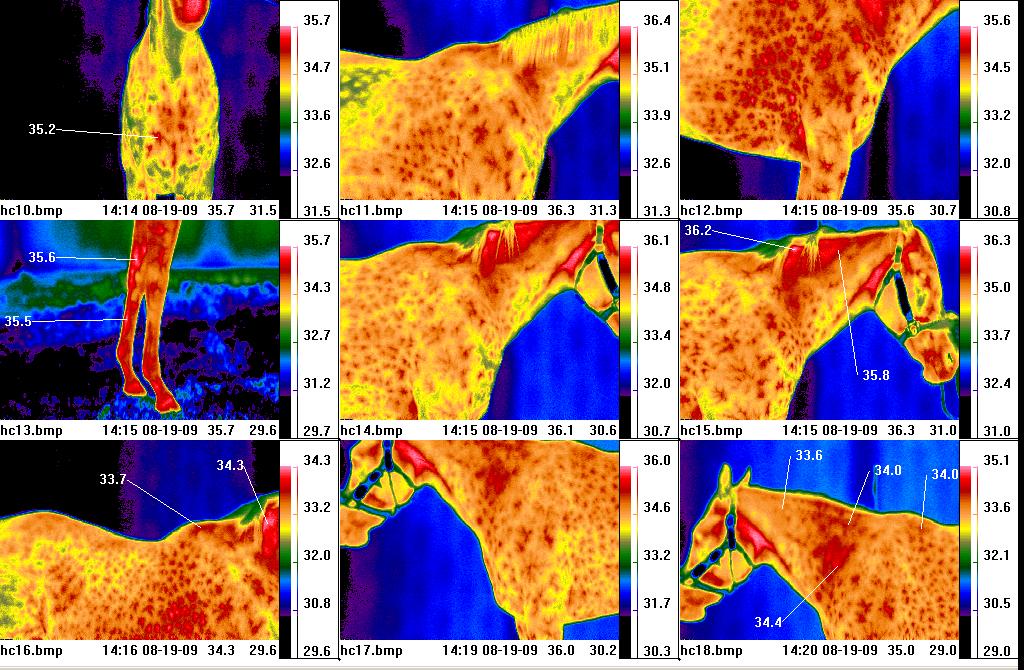 equine thermography camera