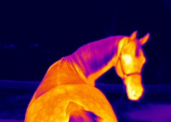 Equine thermal image