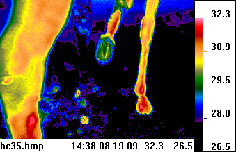 thermal view of hoof