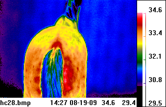 thermal image horse
                  spine